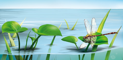 Image showing River scene: dragonfly on water grass, lake water