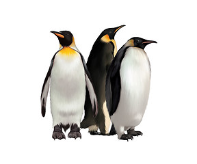 Image showing King Penguin, Gentoo and emperor penguin