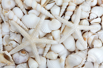 Image showing Starfish Lovers