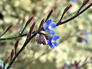 Image showing Blue blossoms