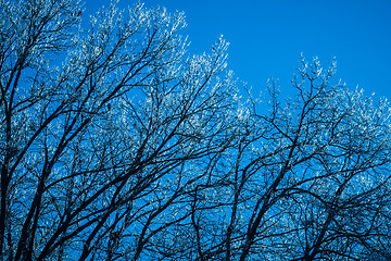 Image showing A frost covered decidious forest.