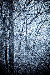 Image showing A frost covered decidious forest.