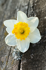 Image showing Daffodil