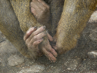 Image showing Hands and legs of monkey behind the glass