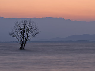 Image showing Tree in the lake at dawn