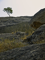 Image showing Lonely tree