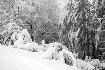 Image showing Fresh snow, winter hill