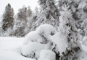 Image showing Fresh snow, winter trees