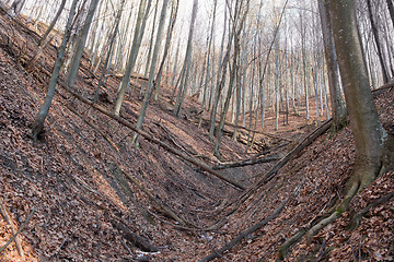 Image showing Abandoned forest