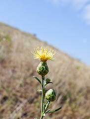 Image showing Wild flower