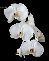 Image showing White phalaenopsis