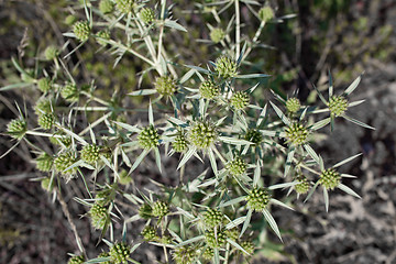 Image showing Eryngium campestre