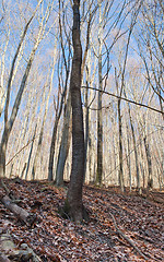 Image showing Abandoned forest