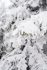 Image showing Ice covered pine