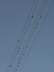 Image showing Swallows on power lines