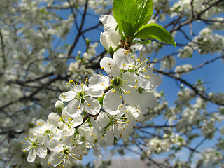 Image showing Branch of a flowering fruit tree