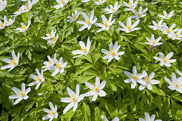 Image showing Wood Anemone