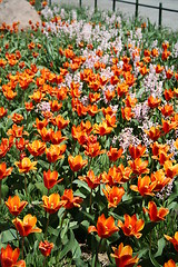Image showing Tulips and Hyacinths