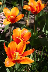 Image showing Beautiful Tulips