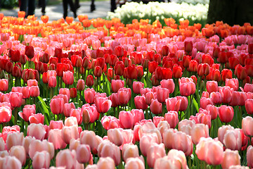 Image showing Holland tulip fields