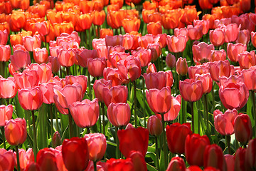 Image showing Holland tulip fields