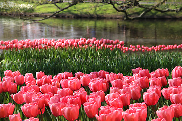 Image showing Holland tulip fields