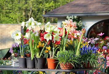 Image showing Sunny terrace with a lot of flowers