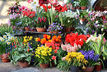 Image showing Sunny terrace with a lot of flowers