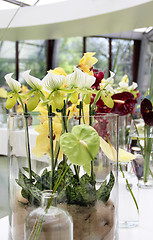 Image showing Orchids and other flowers 