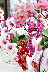 Image showing Orchids and other flowers 