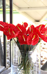 Image showing Bouquet of beautiful red callas 