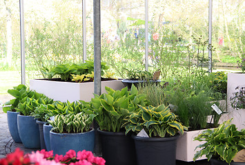 Image showing Mix of home plants 