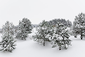 Image showing Fir Trees