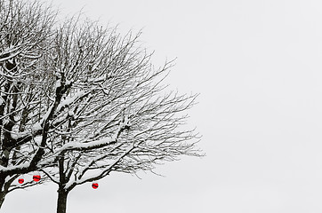 Image showing Winter Trees