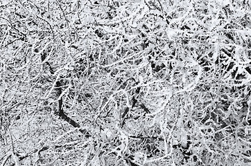 Image showing Winter Branches