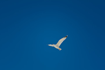 Image showing Seagull