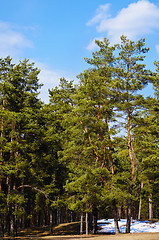 Image showing Pine Forest 