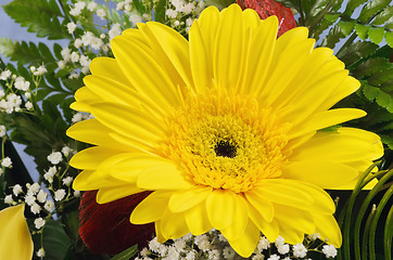 Image showing Gerbera