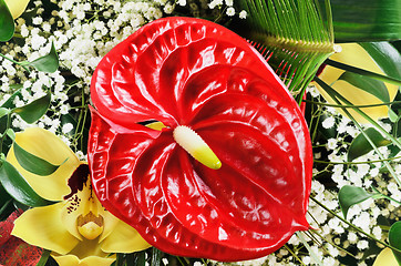 Image showing Flamingo Flower