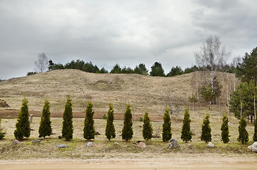 Image showing Row Of Trees