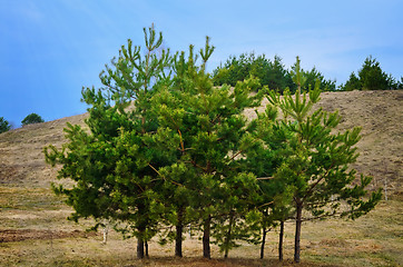 Image showing Trees