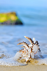 Image showing seashell on the beach