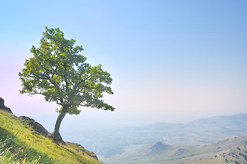 Image showing solitary tree