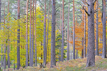 Image showing colors of autumn birch forest