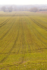 Image showing Agriculture