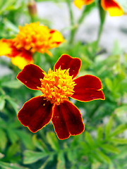 Image showing marigold