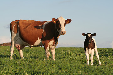 Image showing Cows