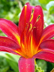 Image showing lily