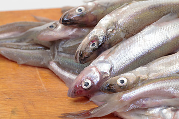 Image showing Fresh smelts fish