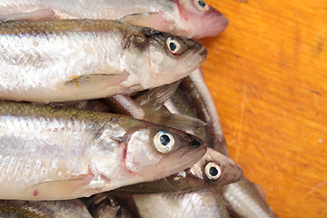 Image showing Fresh smelts fish